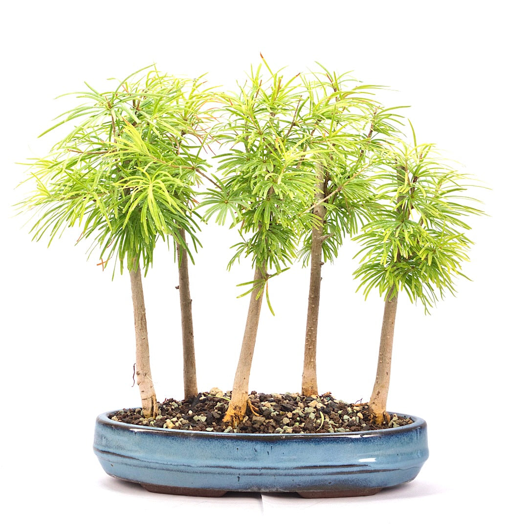 Goldlärche Wald 'Pseudolarix amabilis'